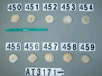 藏品(芋螺貝)的圖片